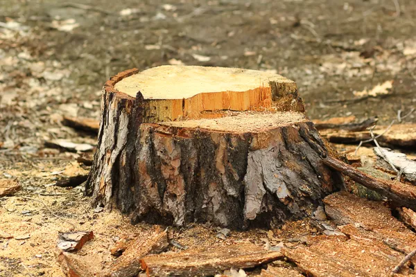 tree stump removal in melbourne