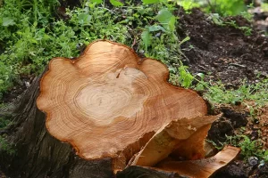 tree stump removal in melbourne