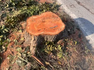 tree stump removal in melbourne