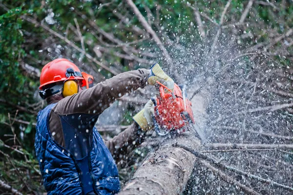 Tree Removal vs Tree Lopping: Which Is Right for You?